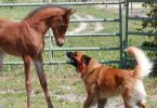 Собака и Лошадь — идеальные кандидаты на роль влюблённых