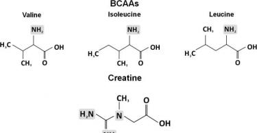 Аминокислоты BCAA – польза или вред для организма?